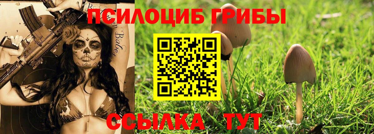 Галлюциногенные грибы Psilocybine cubensis Гай